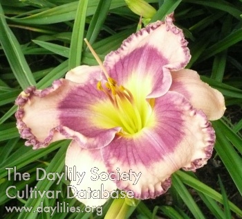 Daylily Regal Braid